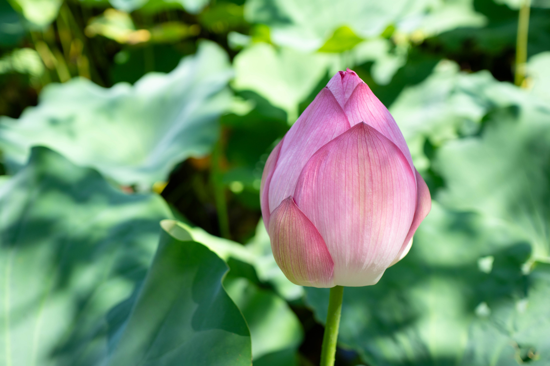 f:id:pagtri:20180809170531j:plain