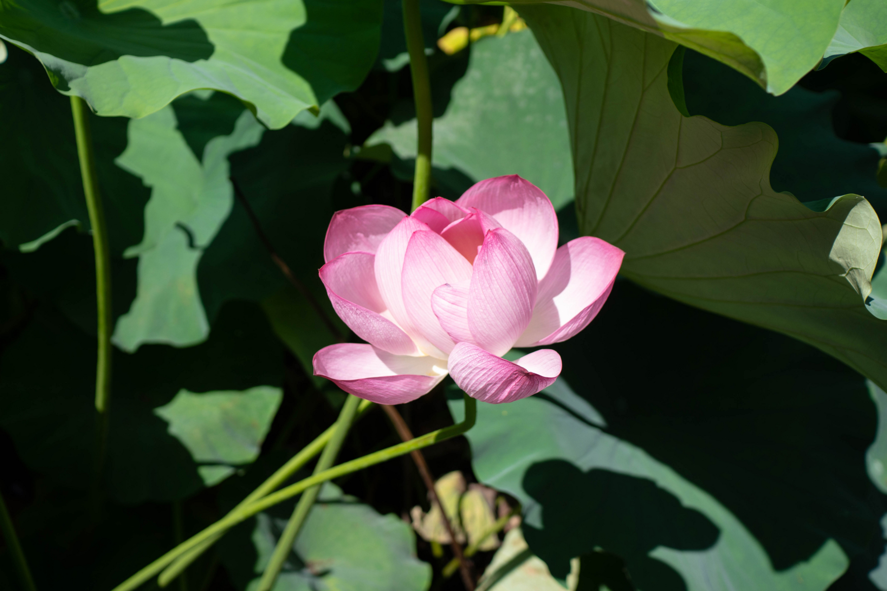 f:id:pagtri:20180809170842j:plain