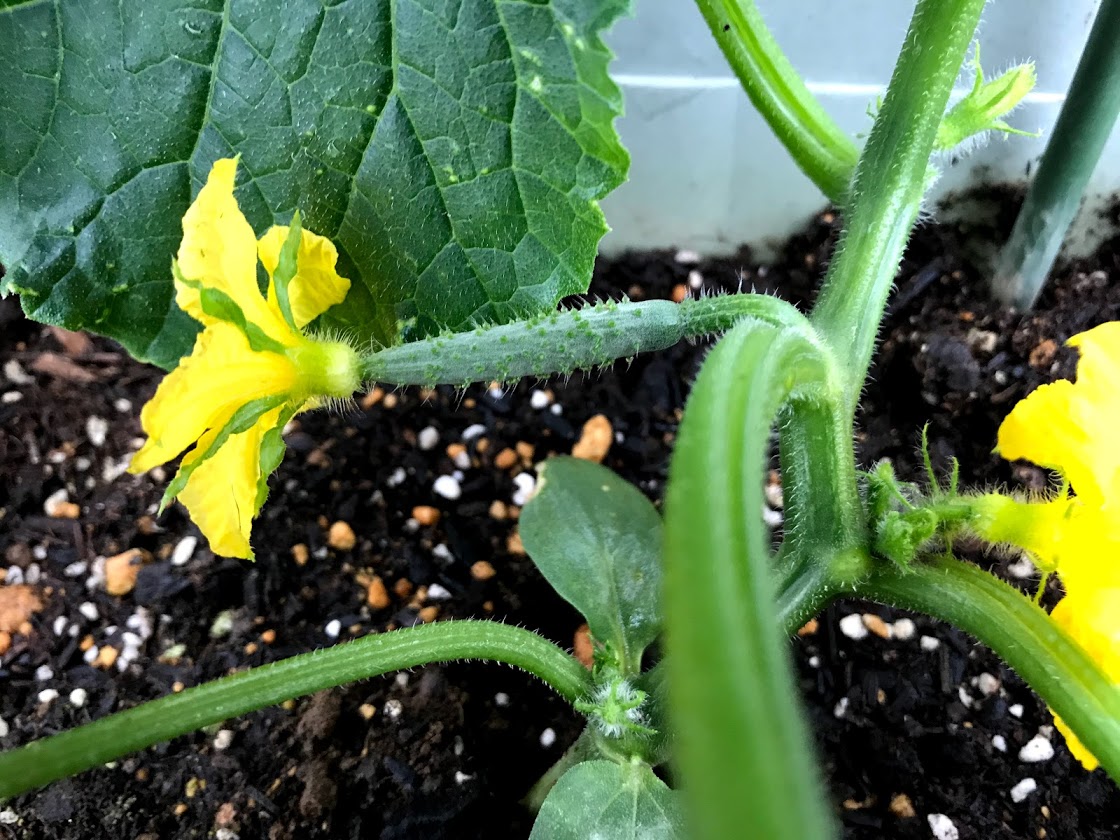 プランターに植えたきゅうりの苗に実が付き始めました パグ江の日記