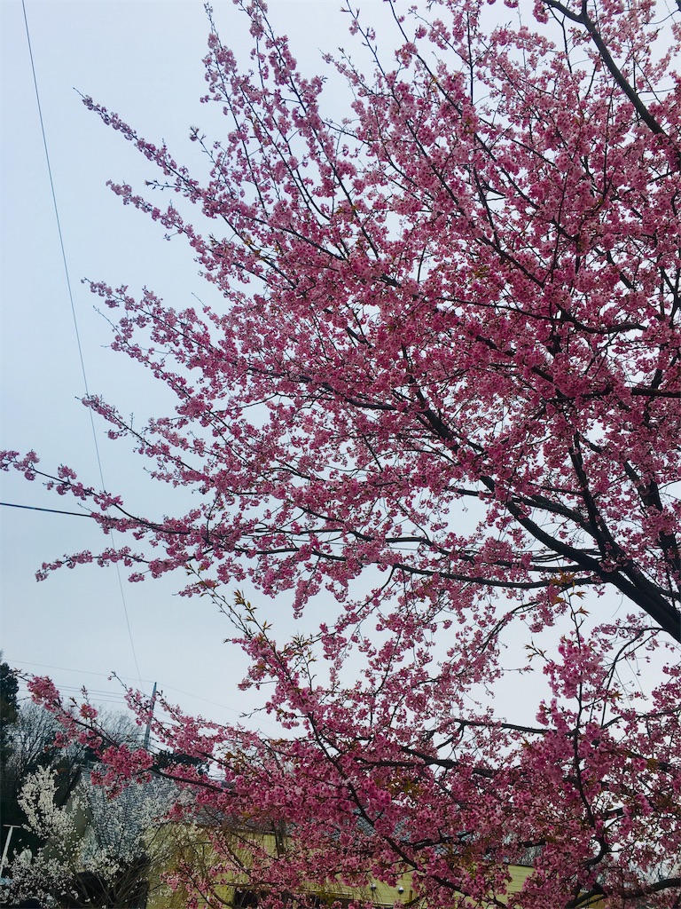 f:id:painful-ira:20190401025918j:image f:id:painful-ira:20190401025918j:image