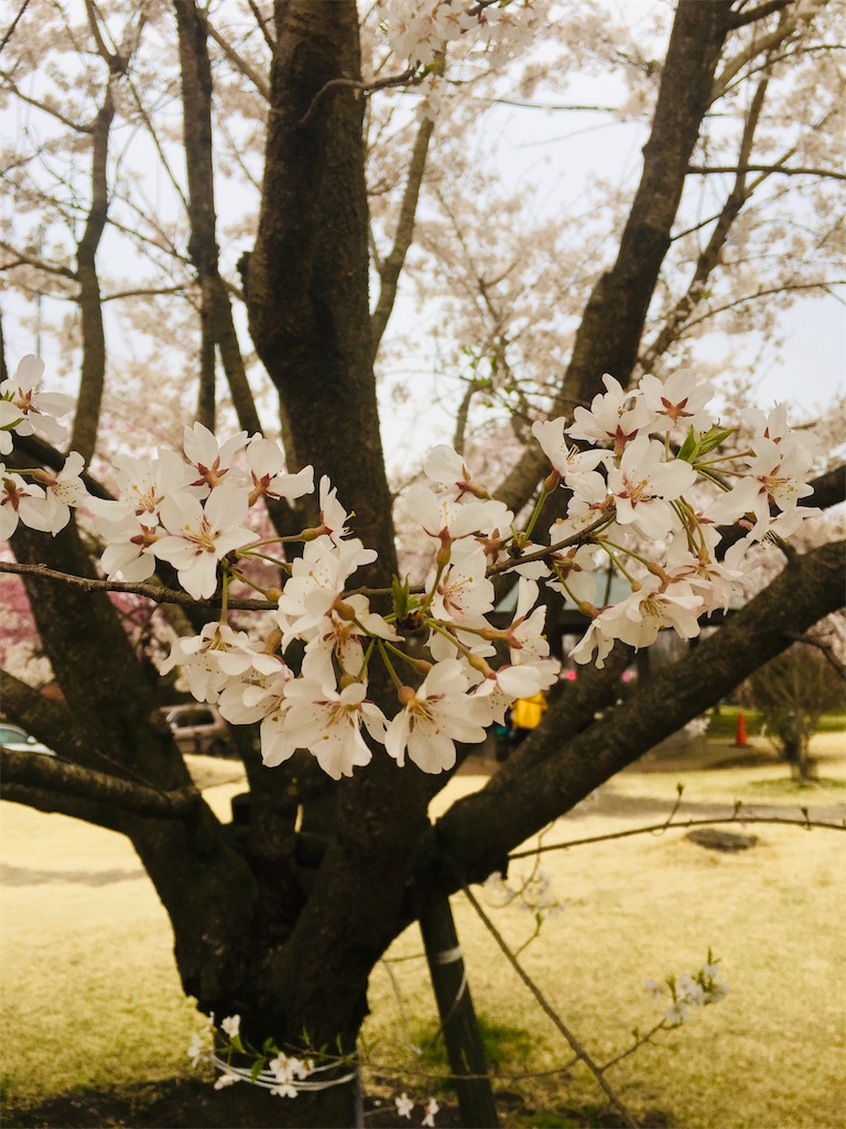 f:id:painful-ira:20190401030615j:image f:id:painful-ira:20190401030615j:image