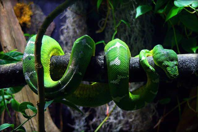 f:id:paiza:20161204175218j:plain