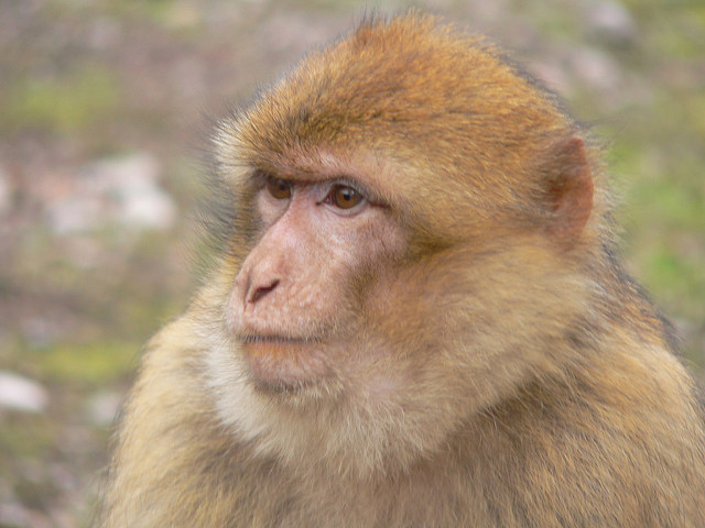 f:id:paiza:20161205144720j:plain f:id:paiza:20161205144720j:plain