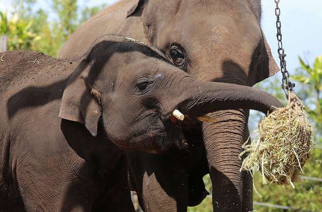 f:id:paiza:20161207184500j:plain