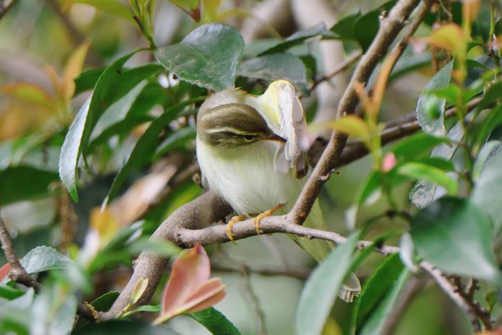 羽のベストな状態を目指して鳥たちは毎日メンテナンスに大忙し! - 鳥 つれづれ日記