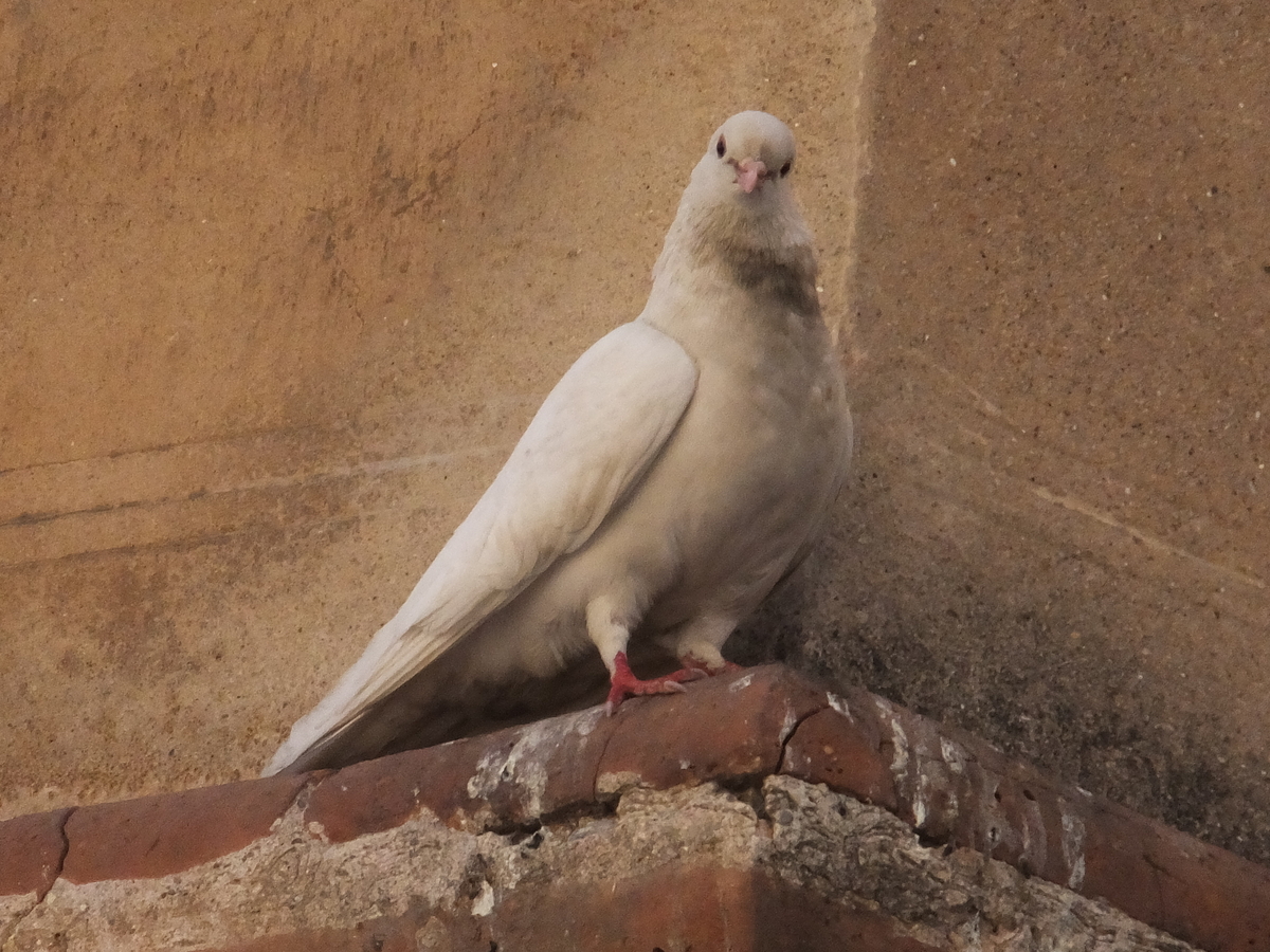 スペインで出会った鳩たち ～思い出編～ - 鳥 つれづれ日記