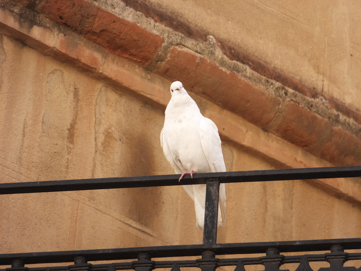 鳩ページ10/3まで 20 6 30（火）ハトにハヤブサが接近 - YouTube