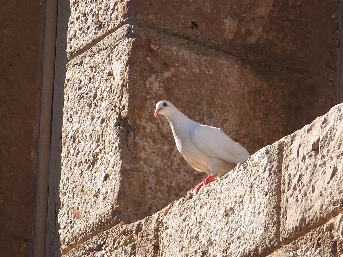 スペインで出会った鳩たち ～思い出編～ - 鳥 つれづれ日記