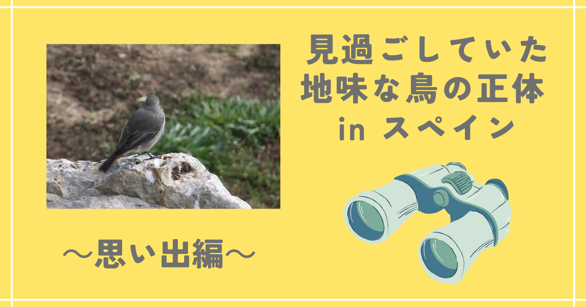 見過ごしていた地味な鳥の正体 in スペイン ～思い出編～ - 鳥