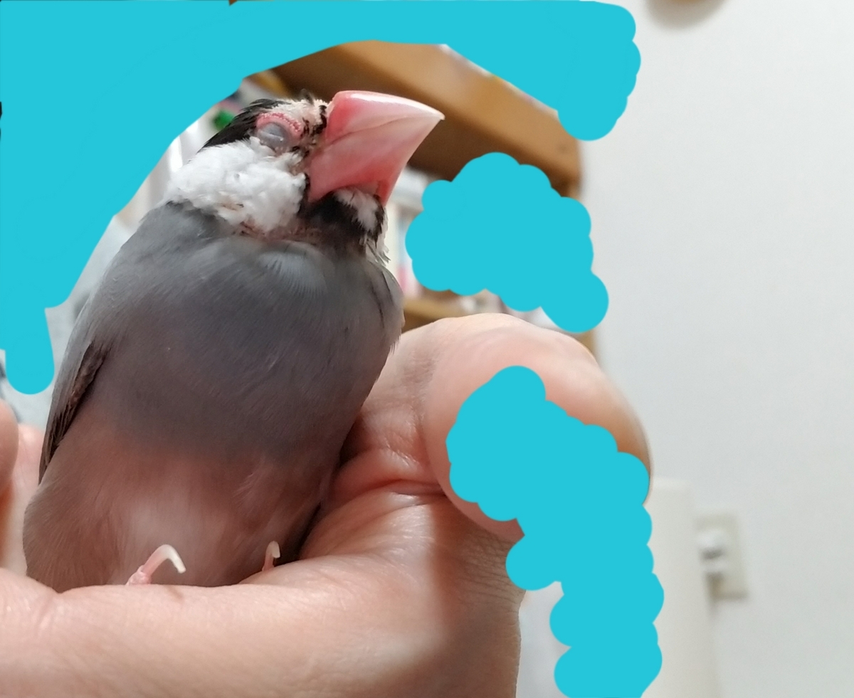 最良の薬・一番の薬 ～老鳥とともに～ - 鳥 つれづれ日記