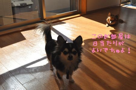 f:id:pakipakii:20101111100556j:image