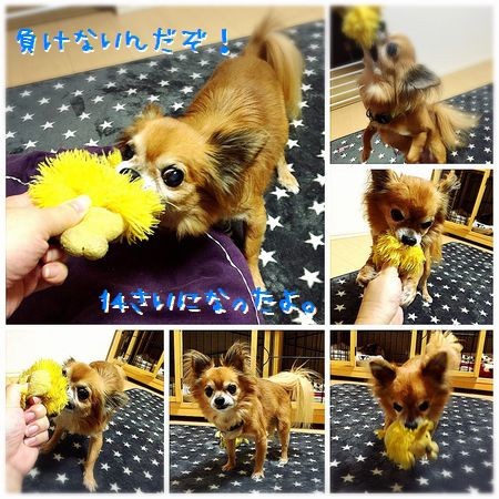 f:id:pakipakii:20161108160706j:image