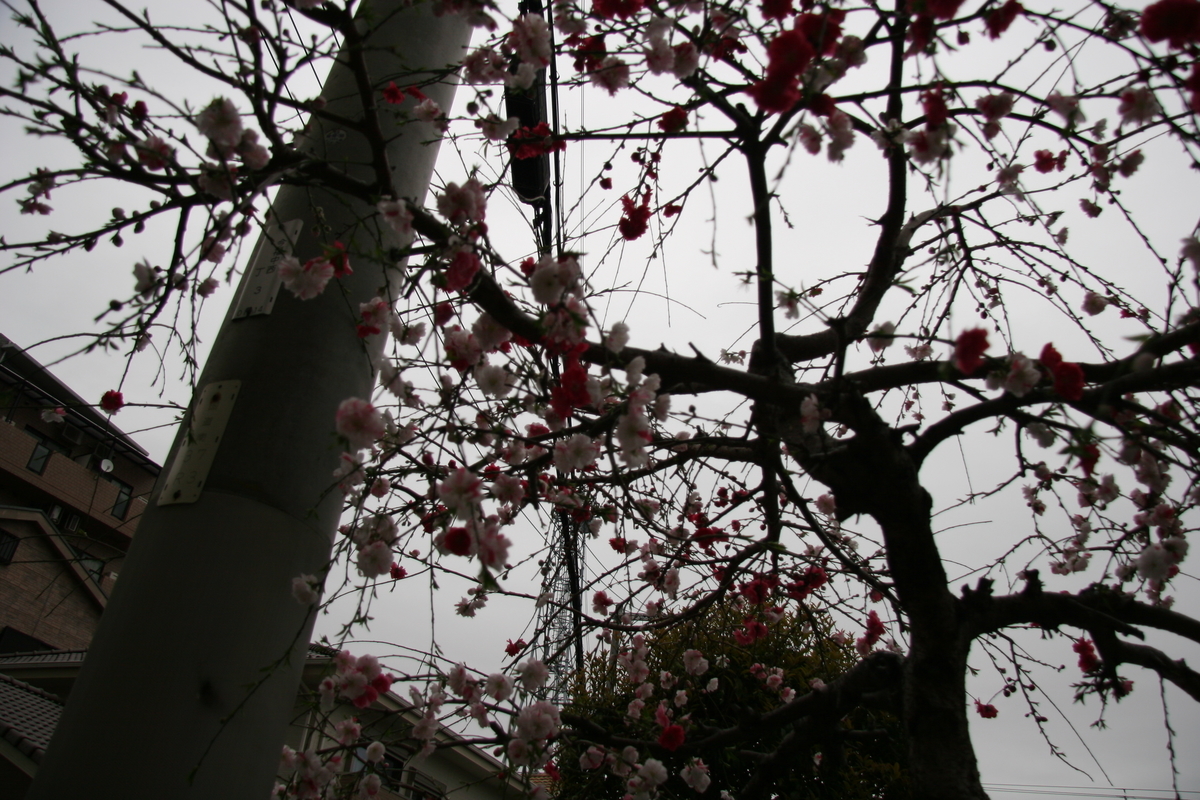f:id:pakira2:20200328214042j:plain f:id:pakira2:20200328214042j:plain
