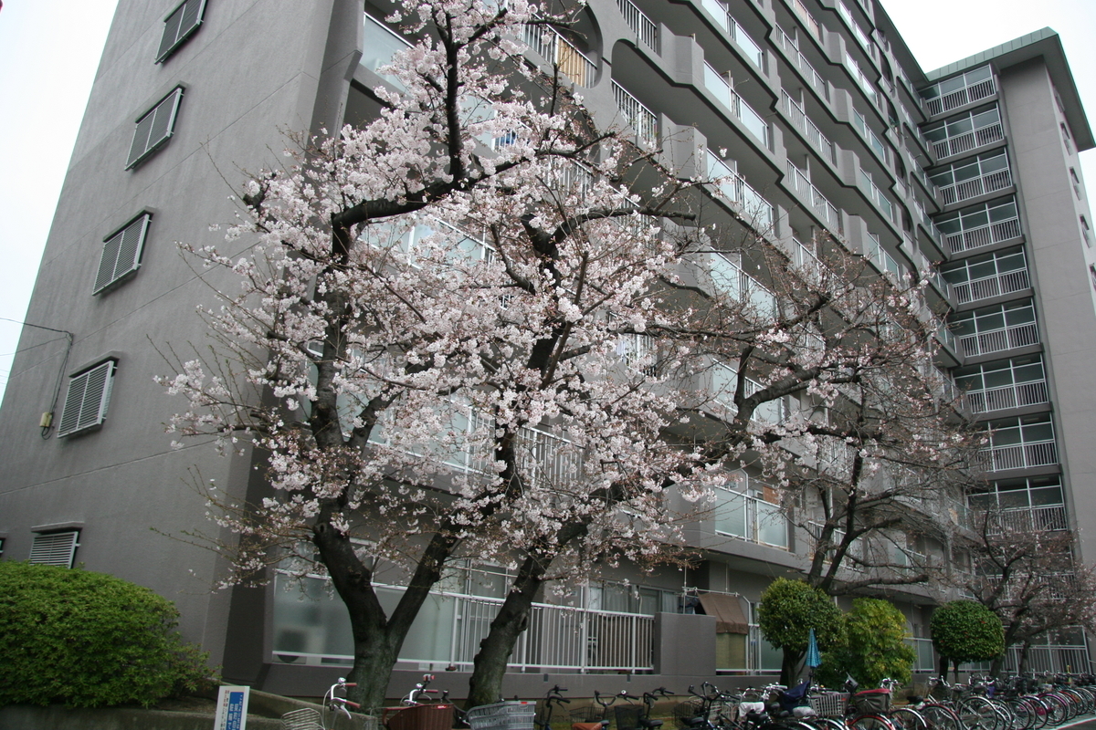 f:id:pakira2:20200328214118j:plain f:id:pakira2:20200328214118j:plain