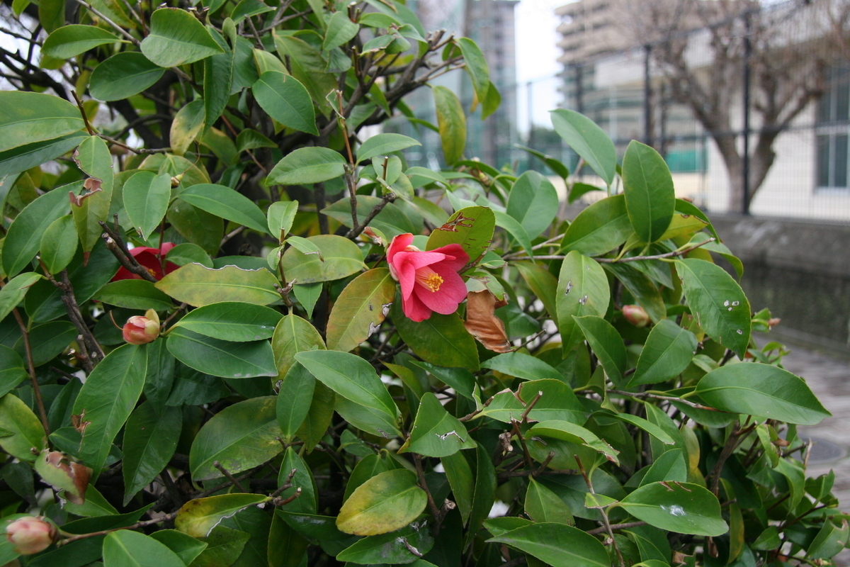 f:id:pakira2:20200328214218j:plain f:id:pakira2:20200328214218j:plain