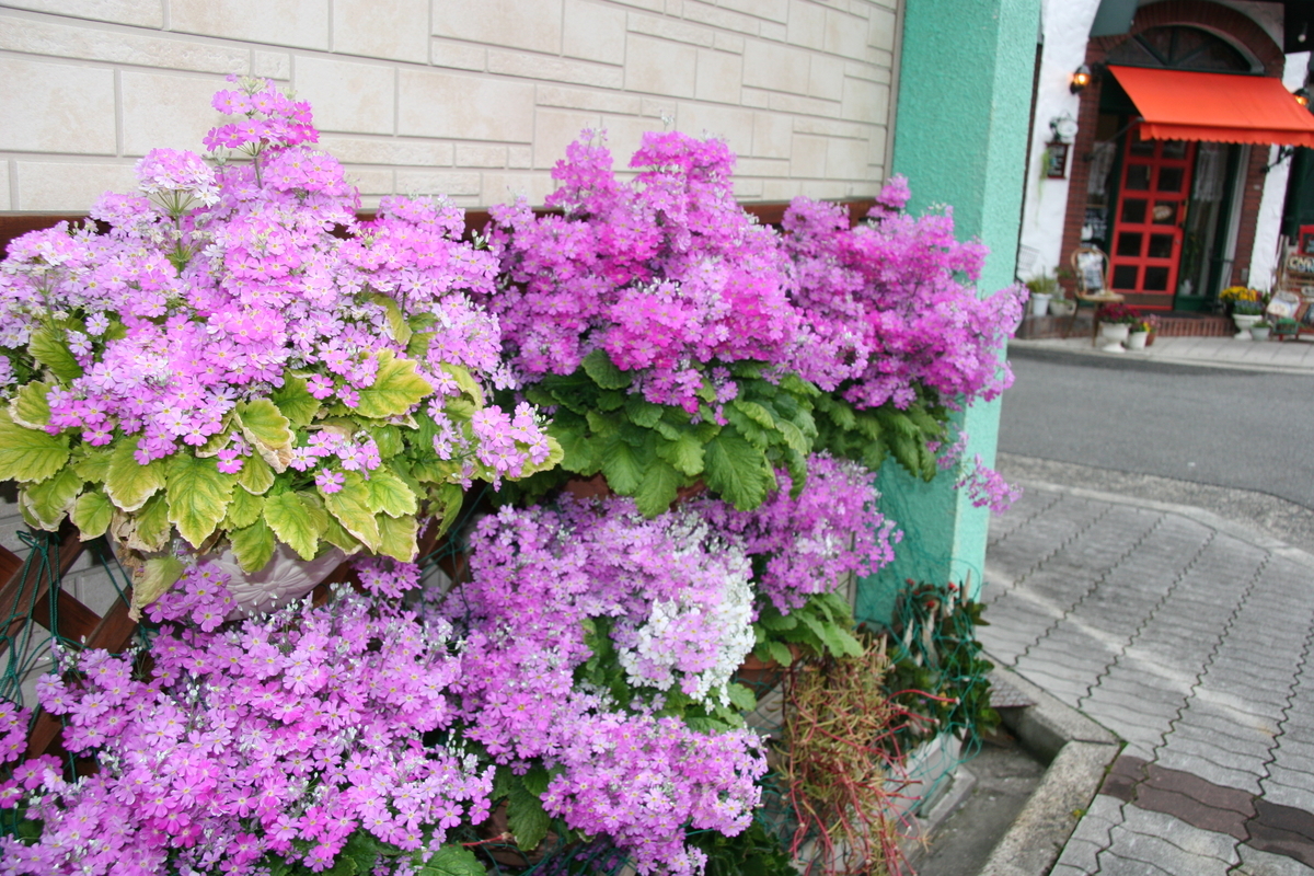 f:id:pakira2:20200328214419j:plain f:id:pakira2:20200328214419j:plain