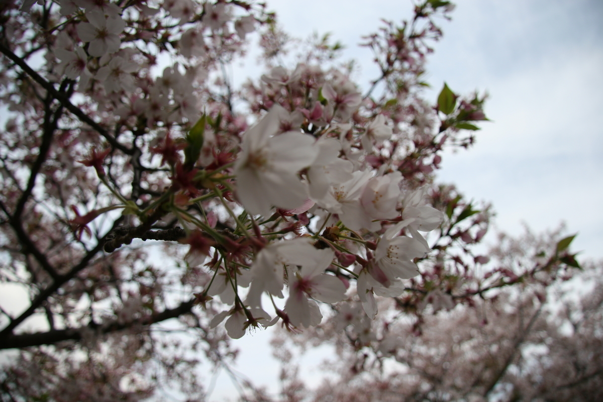 f:id:pakira2:20200411200014j:plain f:id:pakira2:20200411200014j:plain