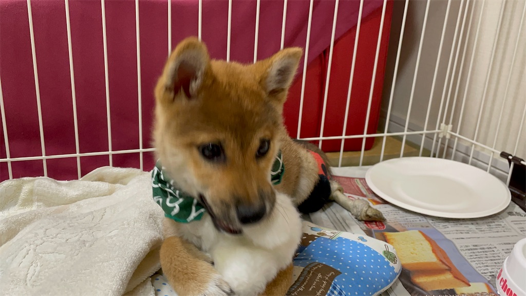 f:id:pakira2:20220403221347j:image f:id:pakira2:20220403221347j:image