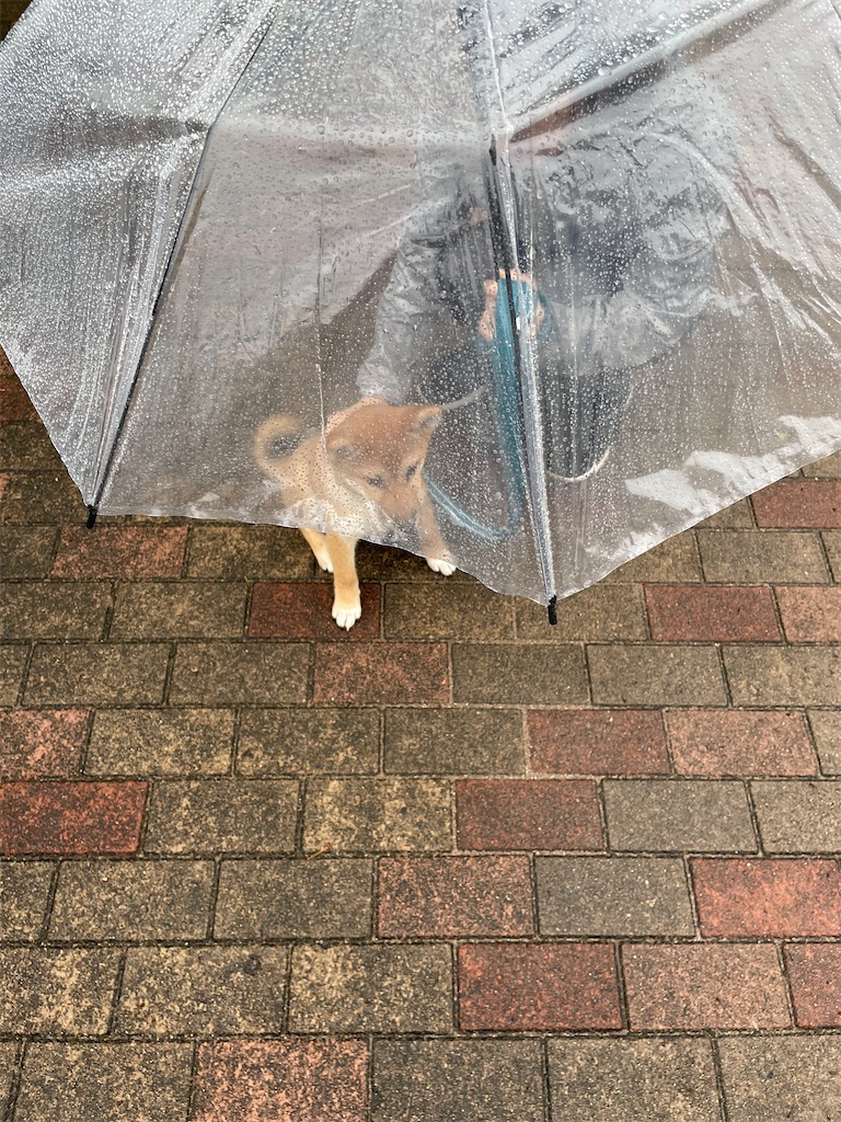 f:id:pakira2:20220427213100j:image f:id:pakira2:20220427213100j:image