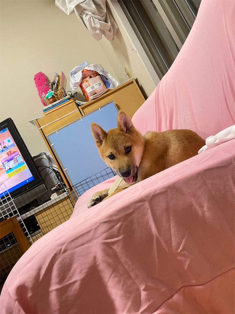 f:id:pakira2:20220509214553j:image