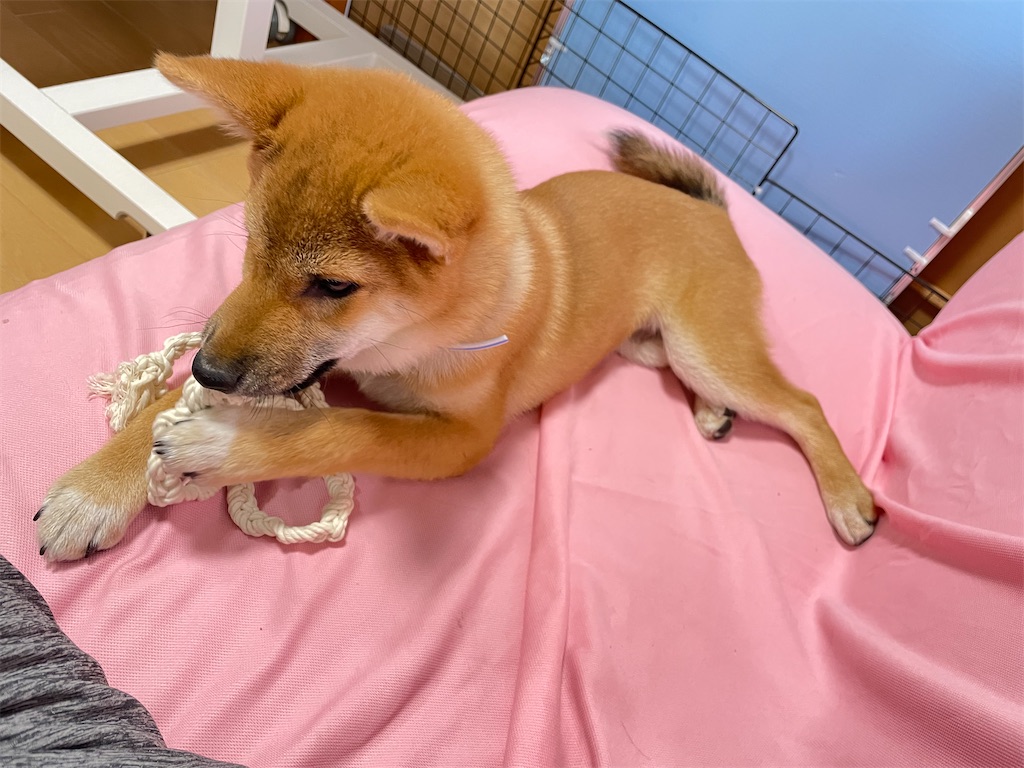 f:id:pakira2:20220515173113j:image