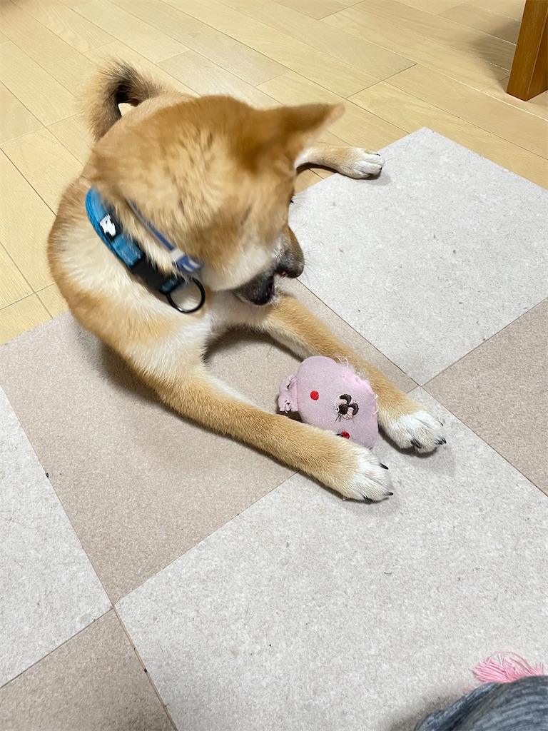 f:id:pakira2:20220520195927j:image