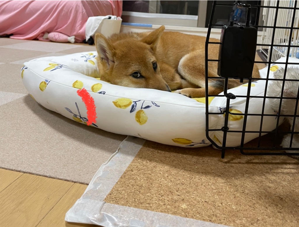 f:id:pakira2:20220612232337j:image