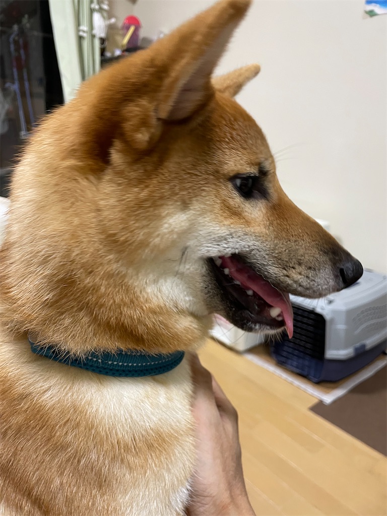f:id:pakira2:20220828214847j:image f:id:pakira2:20220828214847j:image