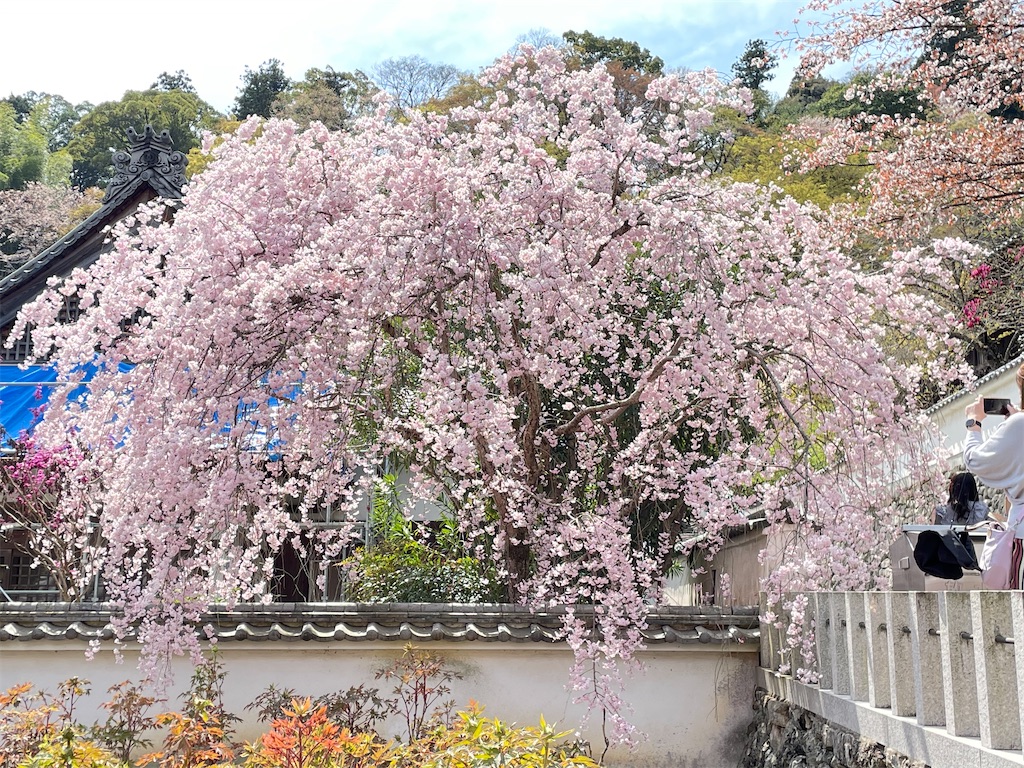 f:id:pakira2:20230402214809j:image f:id:pakira2:20230402214809j:image