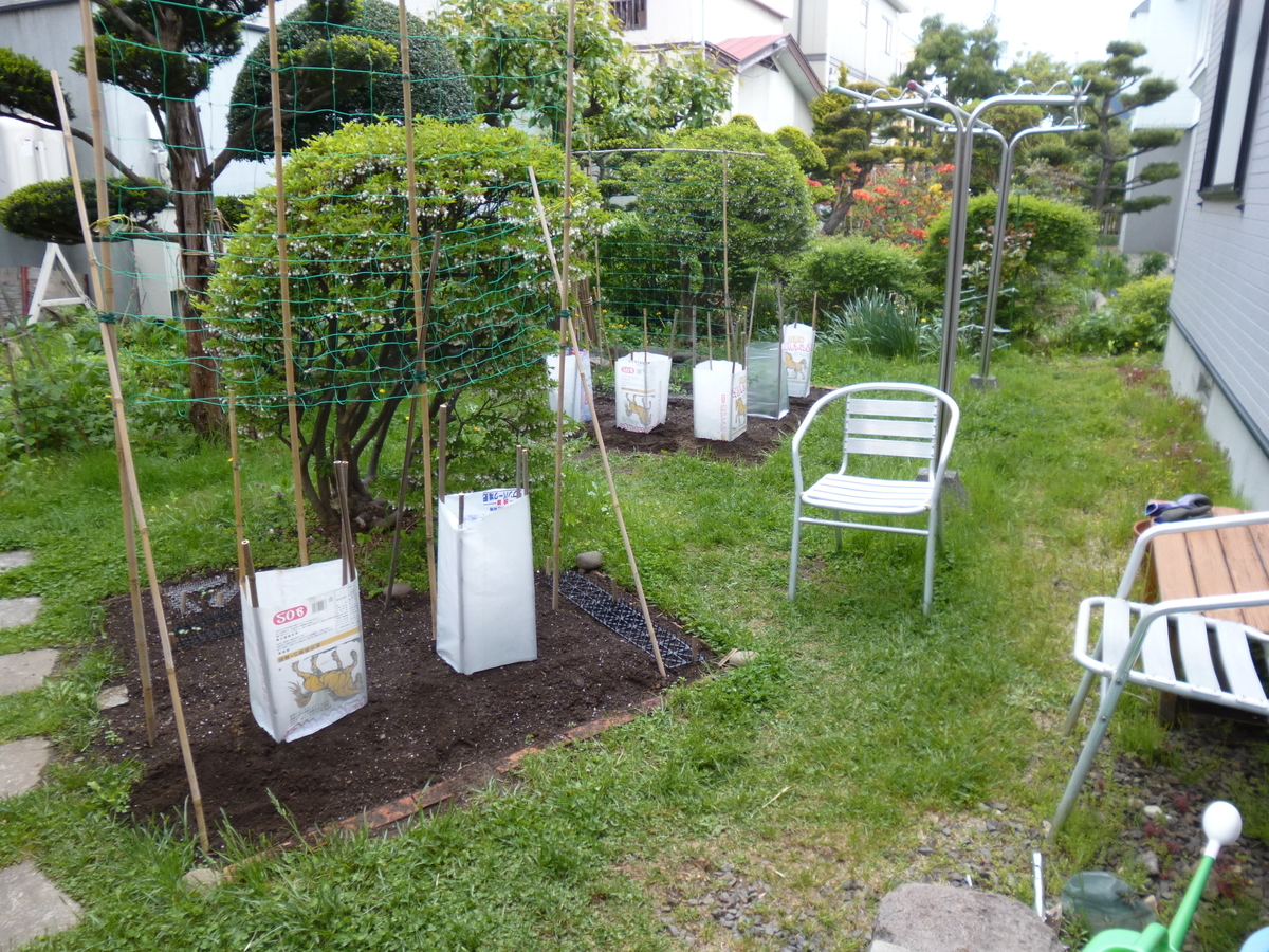菜園だより ２０ コロナに抗して 苗の植え付け Sweet Rain