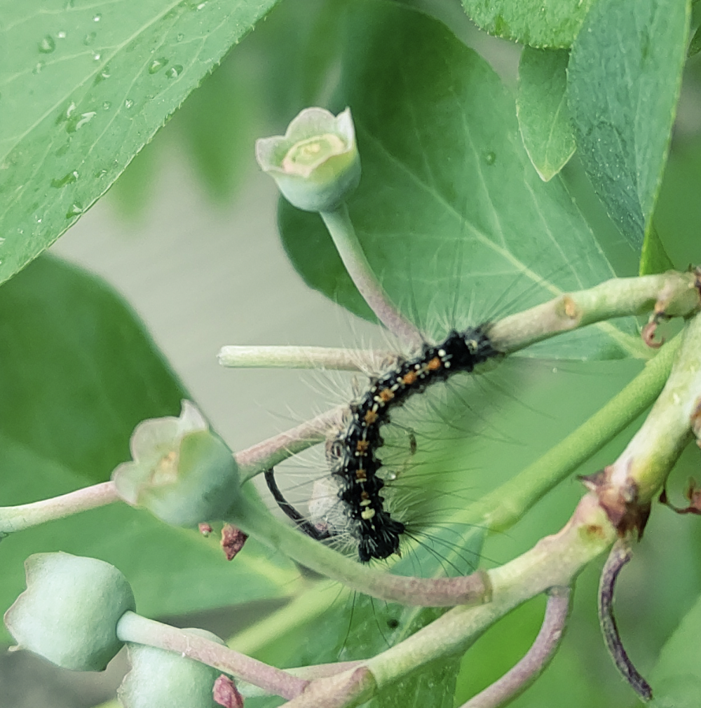 f:id:pakutipaku:20210520235802p:plain