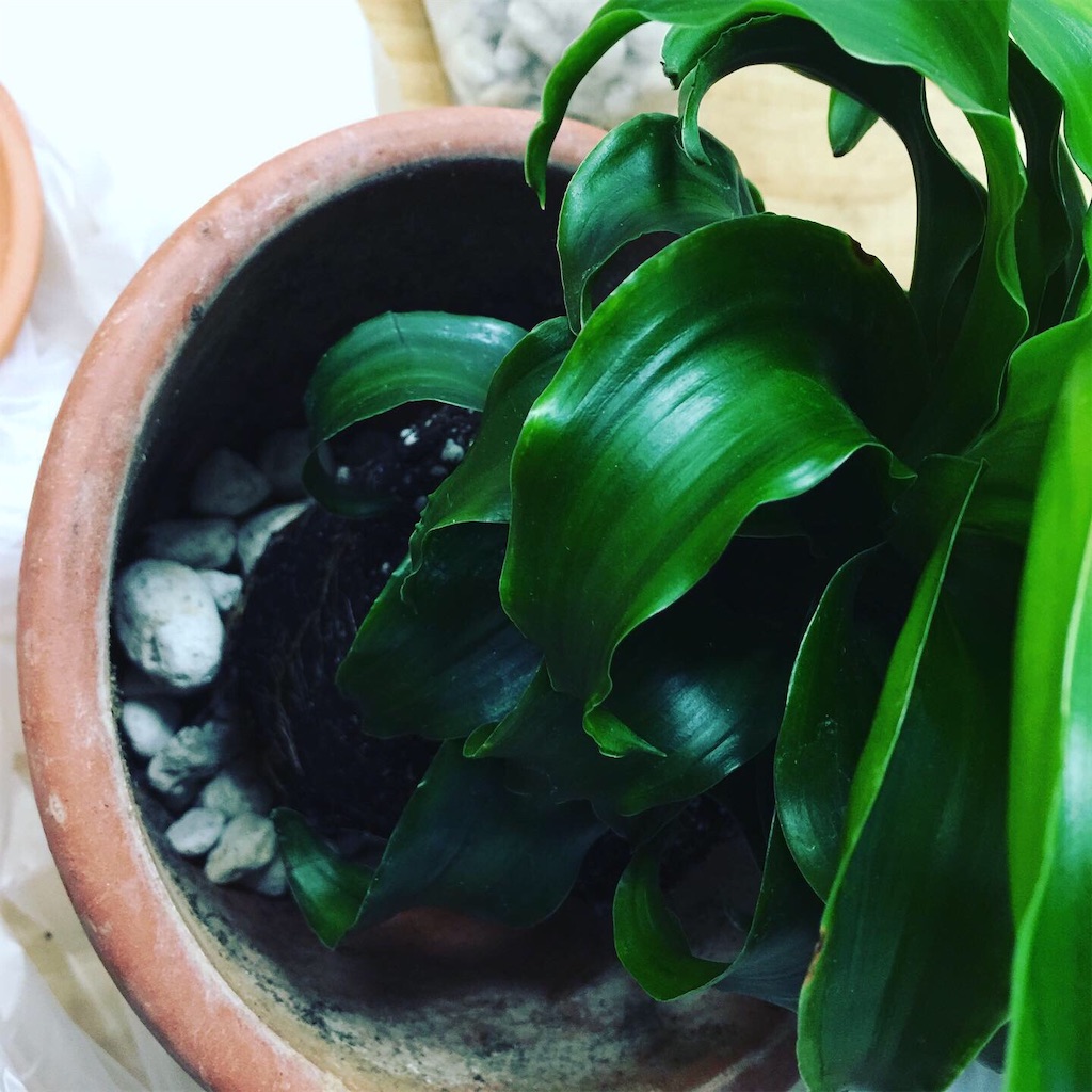 f:id:paleolife:20191118154919j:image f:id:paleolife:20191118154919j:image