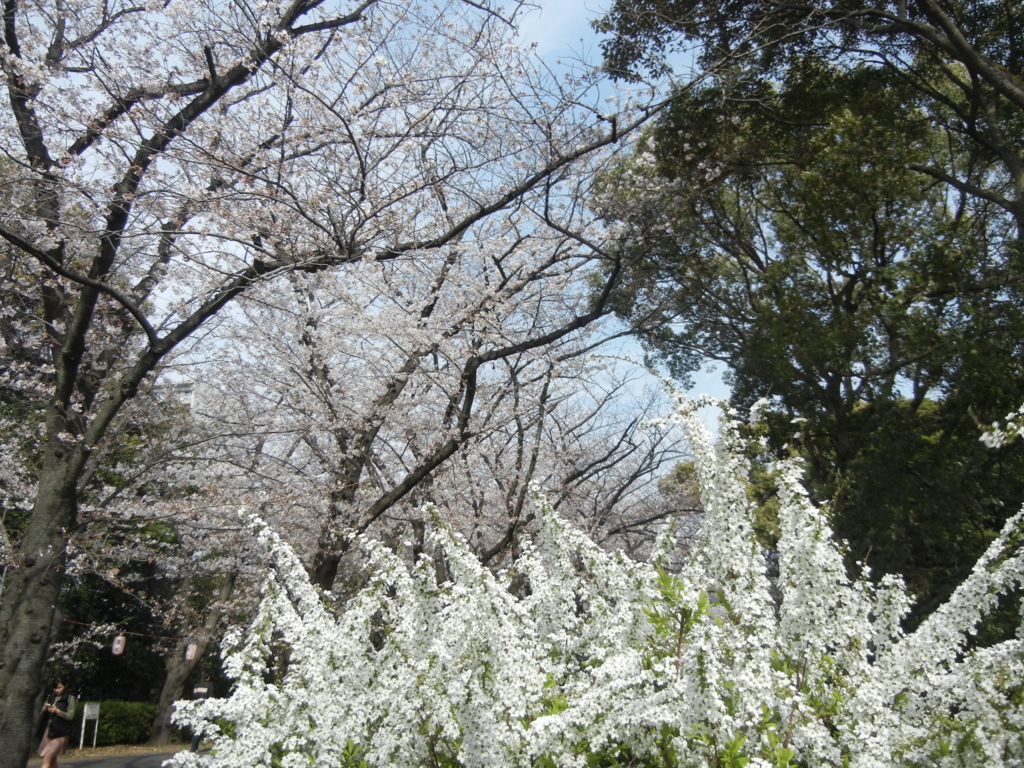 f:id:palhiroba:20170405161305j:plain