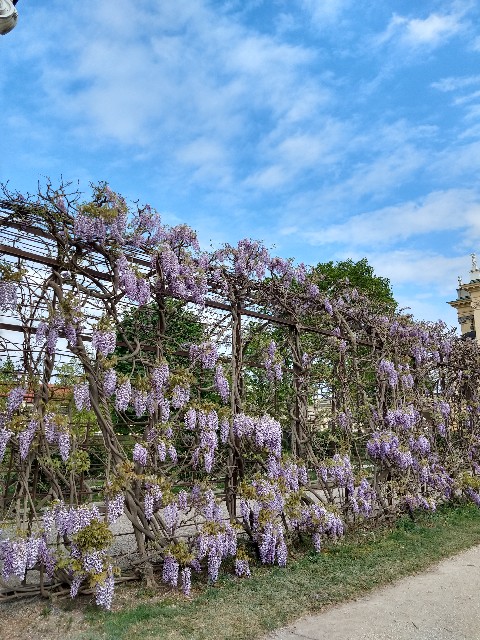 f:id:palinka:20200421062026j:image