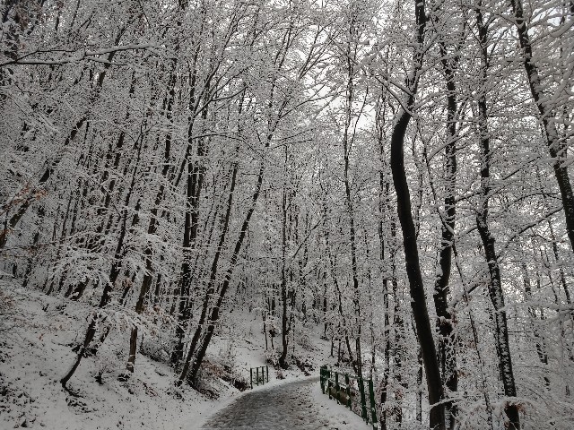 f:id:palinka:20210115082828j:image