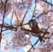 ヒヨドリｉｎ桜