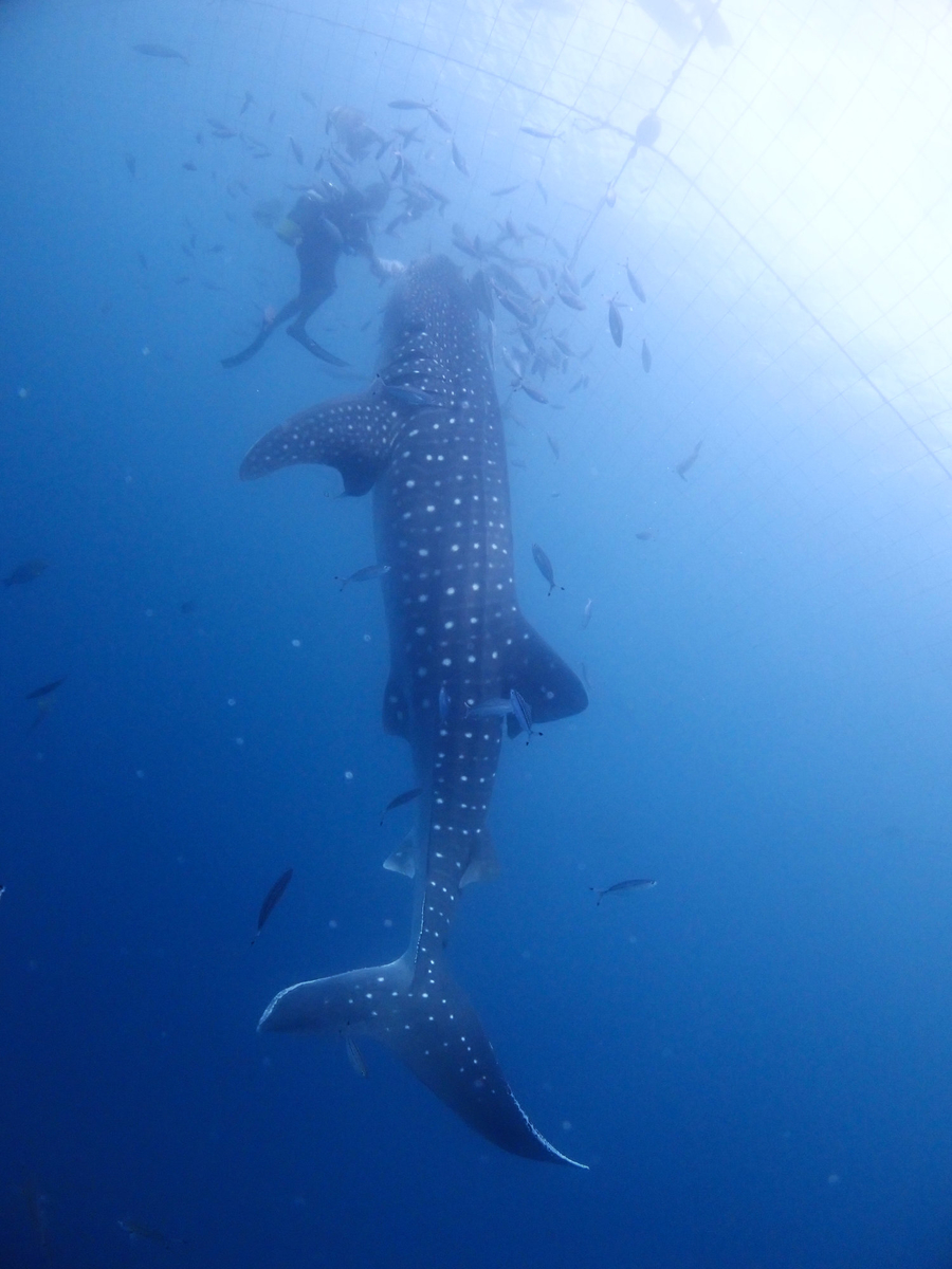 ジンベエザメかわいい 沖縄那覇ジンベエザメ貸切 慶良間や沖縄本島ダイビングなら 少人数ダイビングライセンスショップ パルウェーブ那覇