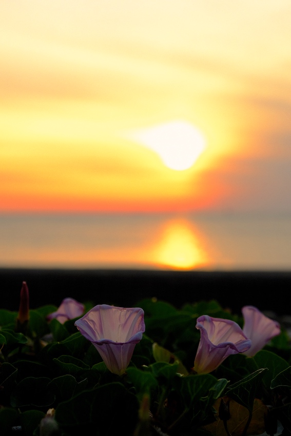 f:id:panache441:20190517082608j:plain f:id:panache441:20190517082608j:plain