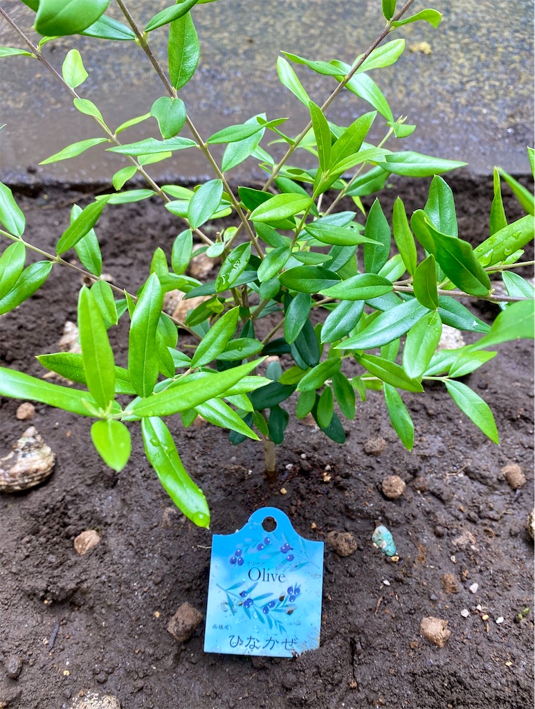 f:id:panage-mid:20201019213407j:image