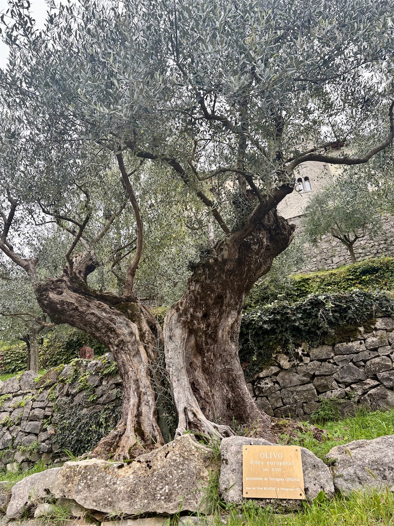 f:id:panage-mid:20251101221431j:image