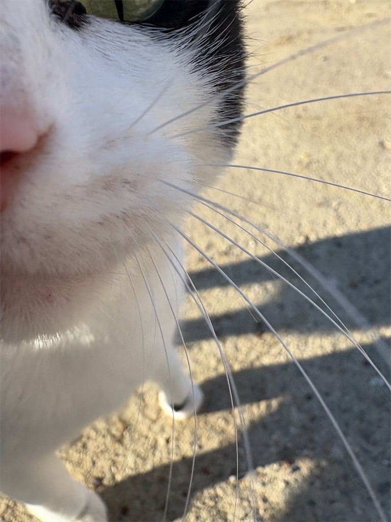 f:id:panage-mid:20251117184430j:image