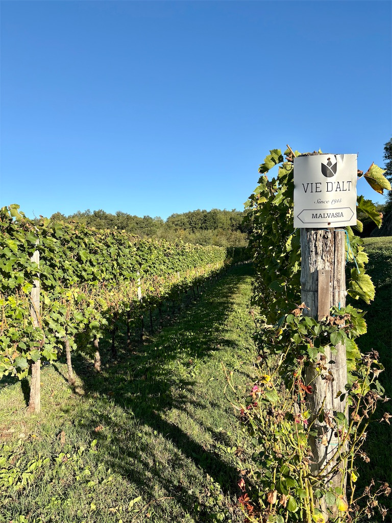 f:id:panage-mid:20251117184434j:image