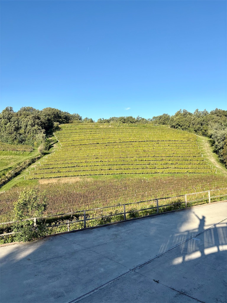 f:id:panage-mid:20251117184446j:image