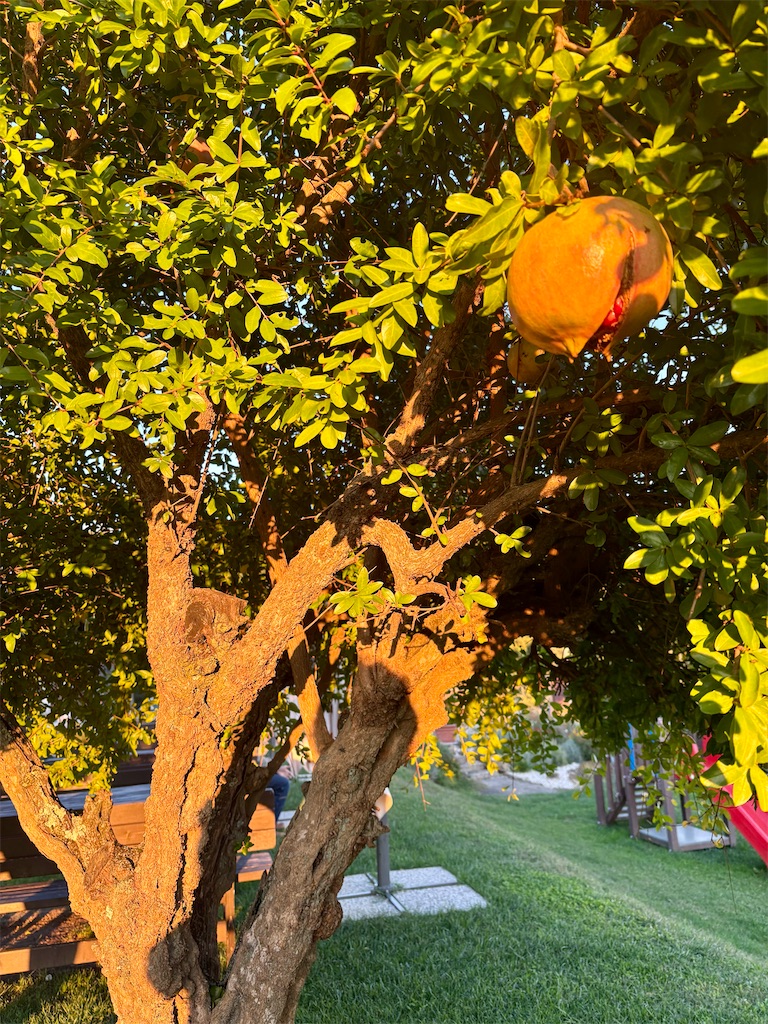 f:id:panage-mid:20251119225306j:image