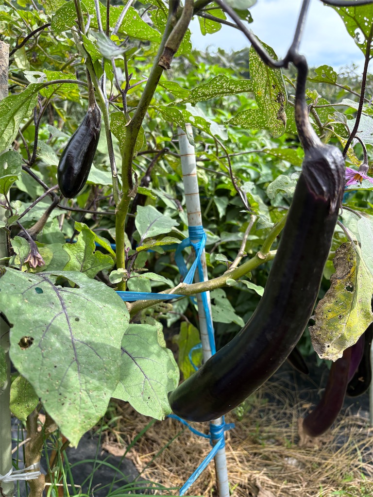 f:id:panage-mid:20251125233204j:image