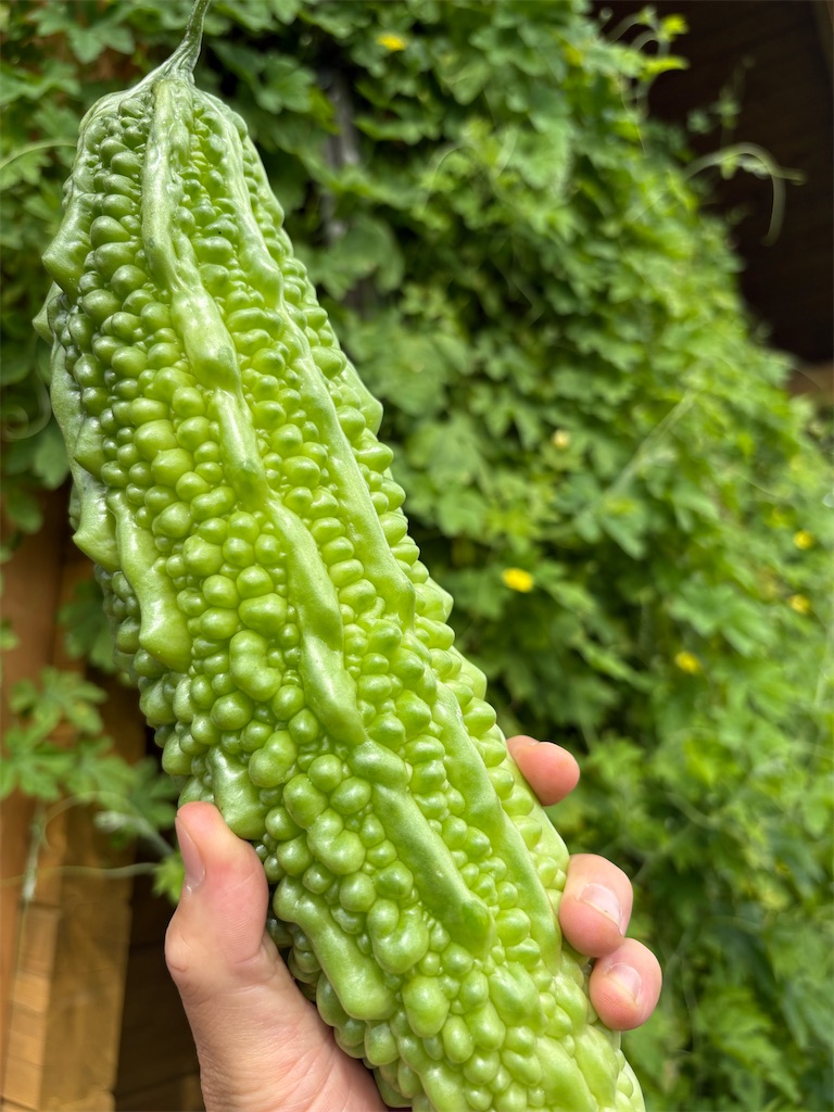 f:id:panage-mid:20251125233208j:image