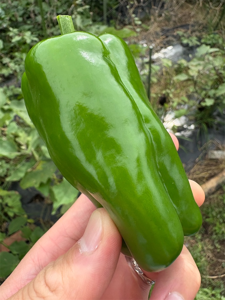 f:id:panage-mid:20251125233219j:image