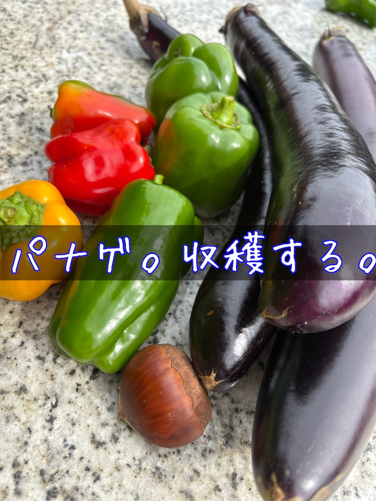 f:id:panage-mid:20251125234343j:image