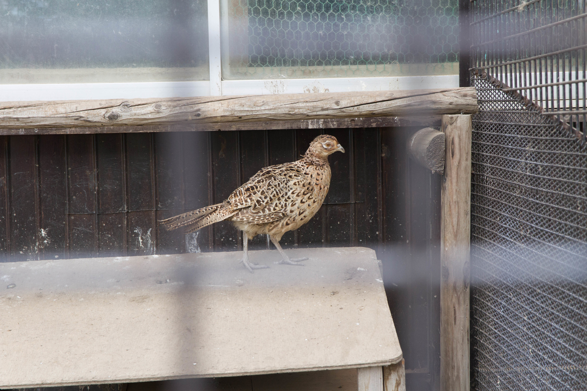 f:id:pancake_MP:20190828000030j:plain f:id:pancake_MP:20190828000030j:plain