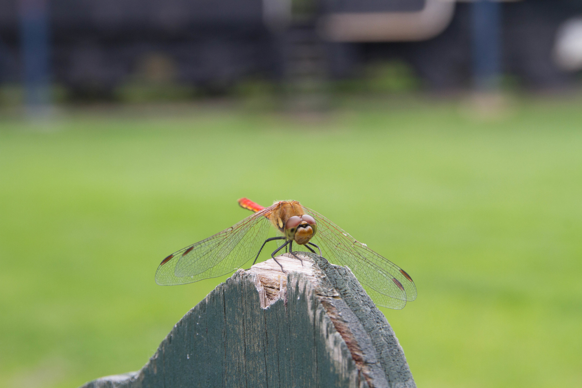 f:id:pancake_MP:20190828000053j:plain f:id:pancake_MP:20190828000053j:plain